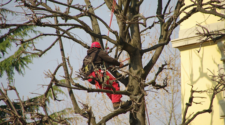 L’élagage à Saint-Émilion au service des énergies renouvelables : quand les arbres et les panneaux solaires cohabitent